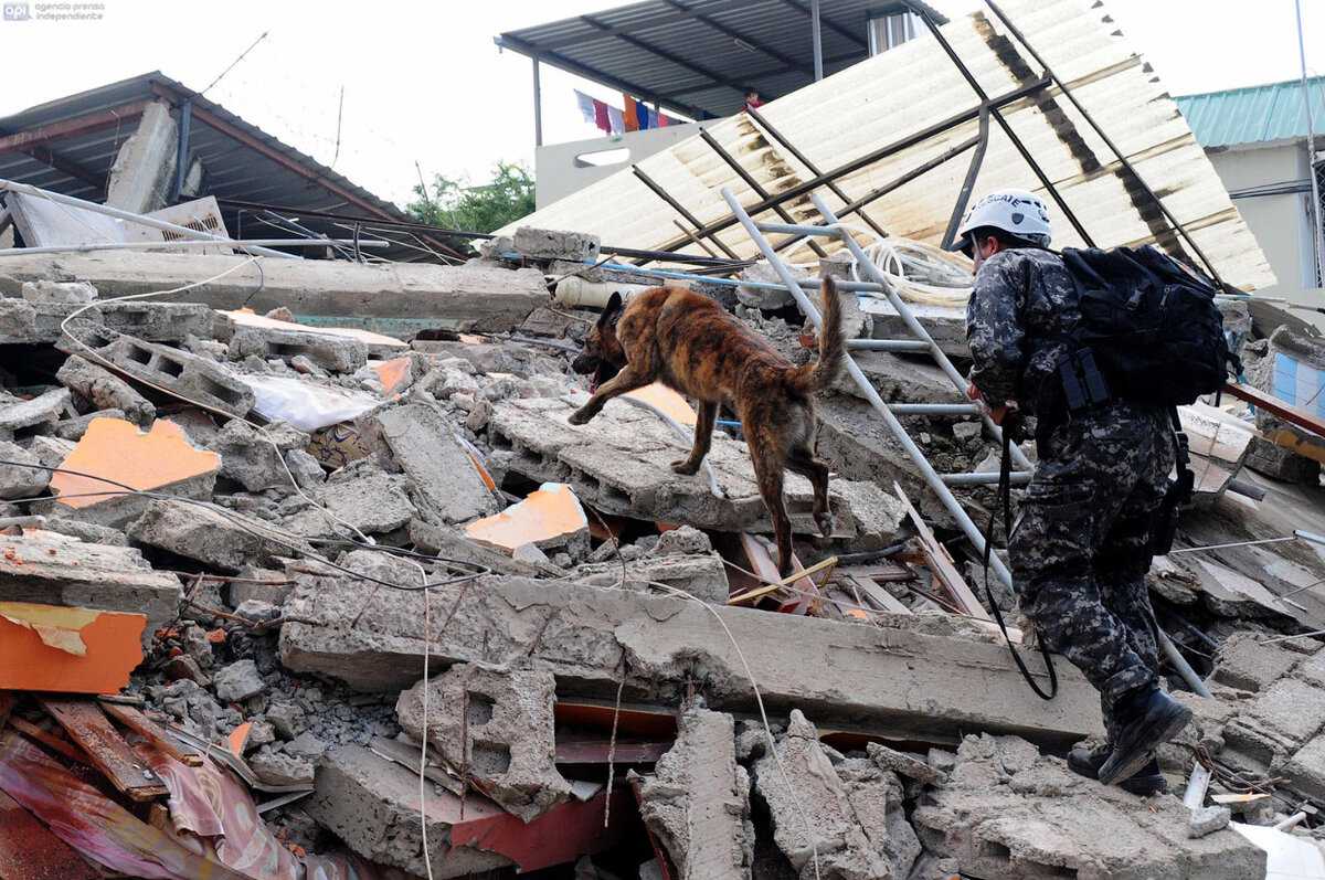 Собаки-спасатели ищут людей под завалами 