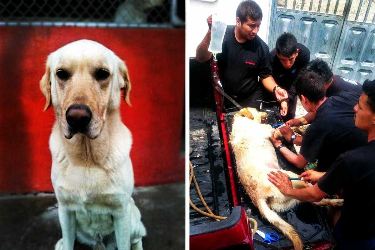 Этот пёс, не зная отдыха, спасал людей под завалами. История лабрадора Дайко, который выполнял свой долг до последнего вздоха