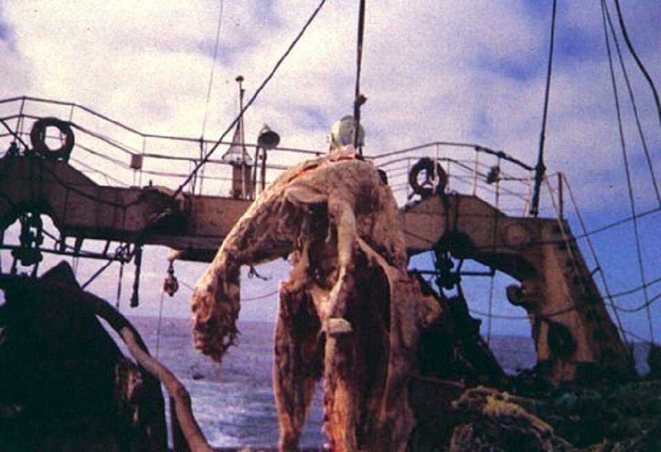 Нечто, пойманное японскими рыбаками в 1977-м 