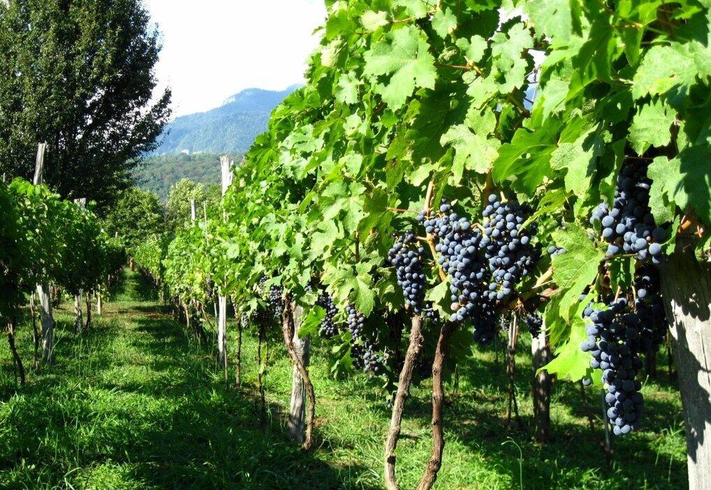 Виноградники Абхазии