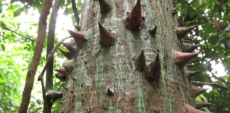 «Динамитное дерево» — одно из самых опасных деревьев на планете
