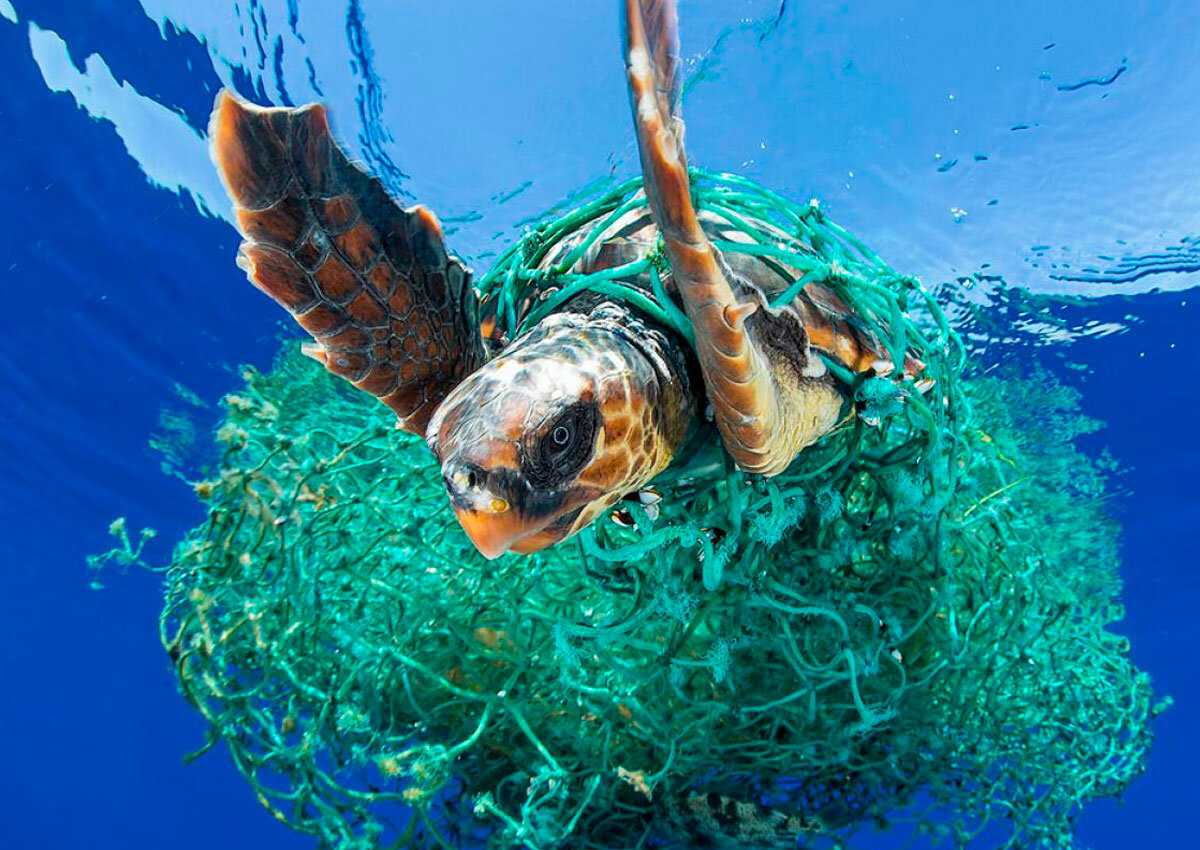 Черепаха, попавшая в выброшенные в океан сети