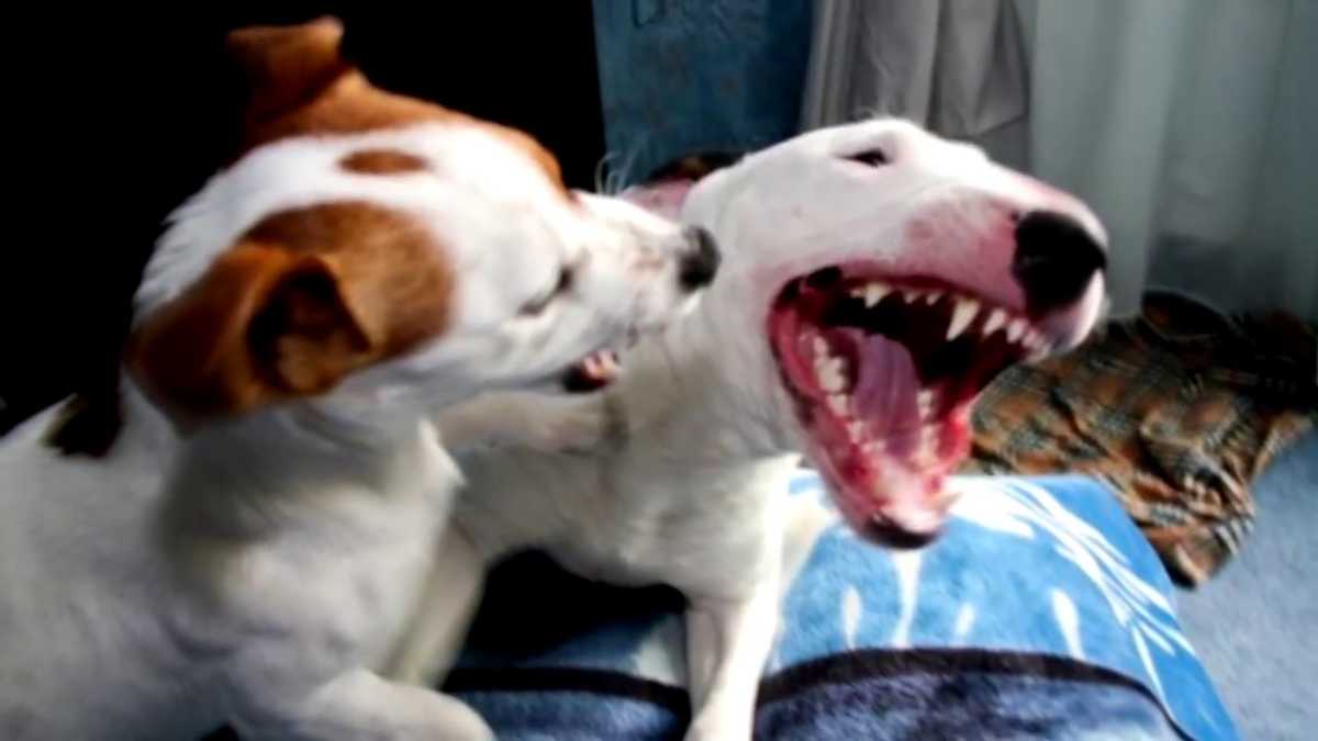 Для тех, кто не верит: зубов у бультерьера столько же, сколько и у других собак — 42.