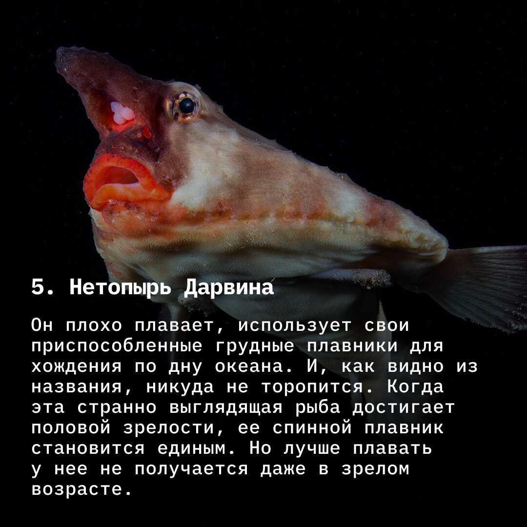 9 редких и страшных морских тварей, живущих под водой: лучше бы с ними не встречаться