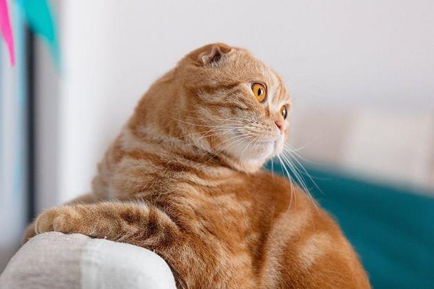 Хорошее настроение кота или кошки — это отражение характера её хозяина или хозяйки.