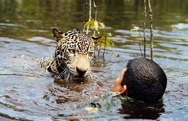 Ягуары хорошо плавают, но в то время молодой зверь не мог справиться с потоком