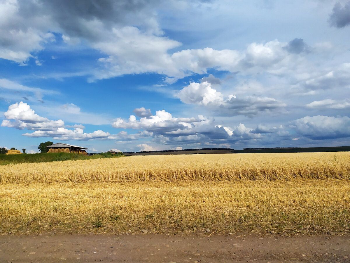 Алтайский край, хлебные поля. Фото автора.