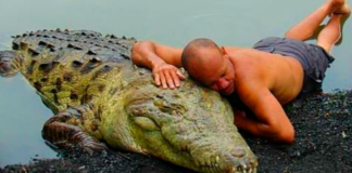 Мужчина спас крокодила от гибели – после этого 4-метровый гигант стал приходить к его дому и требовать объятий
