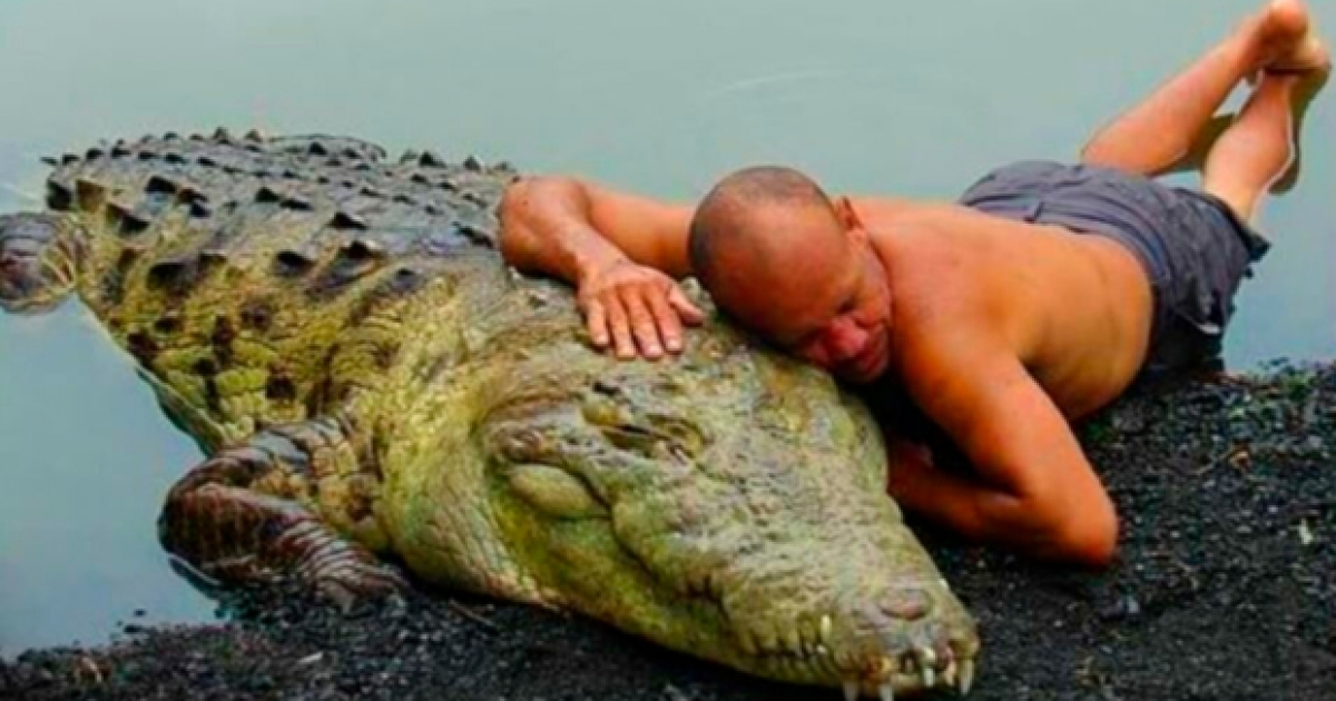 Мужчина спас крокодила от гибели – после этого 4-метровый гигант стал приходить к его дому и требовать объятий