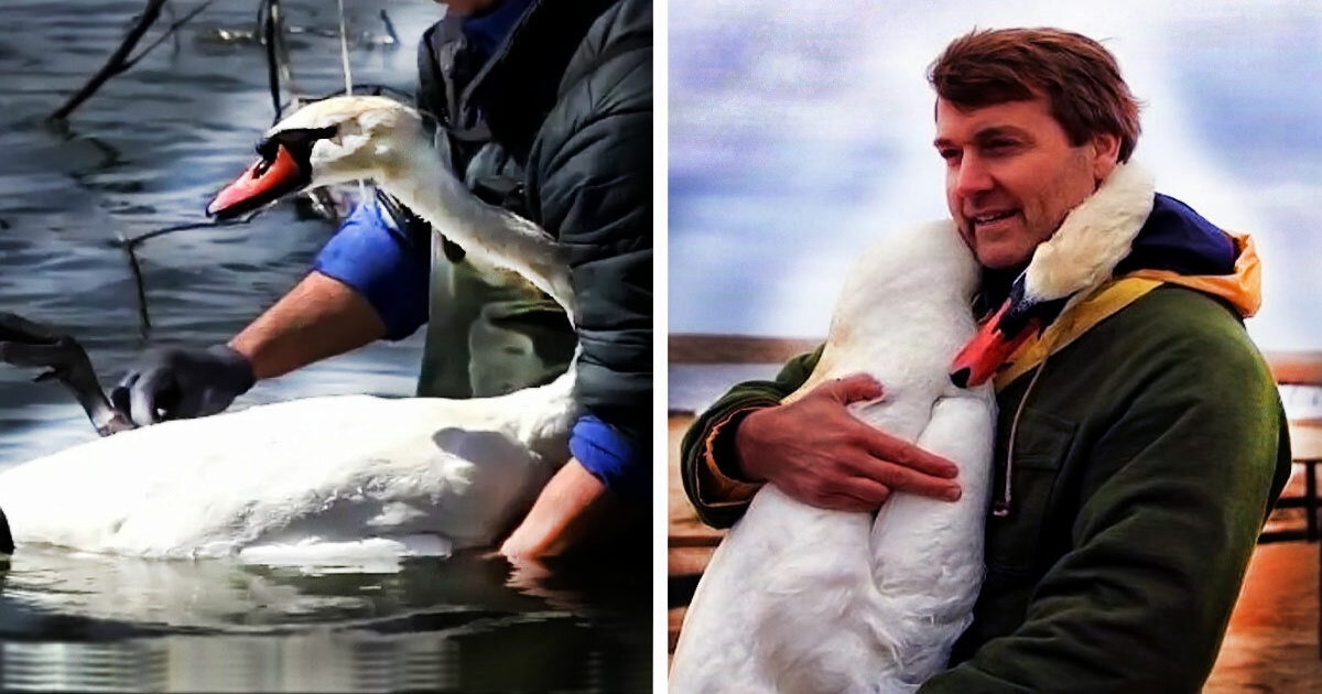 Мужчина спас дикого лебедя от гибели. Спустя два года птица узнала своего спасителя и отблагодарила его неожиданным способом