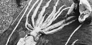 9 редких и страшных морских тварей, живущих под водой: лучше бы с ними не встречаться
