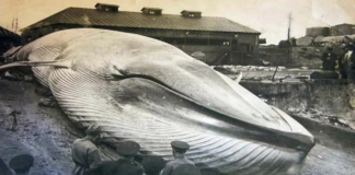 Сравниваю фейковые и настоящие фото Северо-Курильского цунами 1952 года (сильнейшего в СССР).