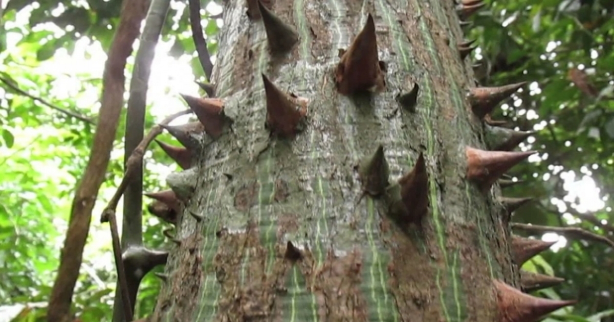 «Динамитное дерево» — одно из самых опасных деревьев на планете