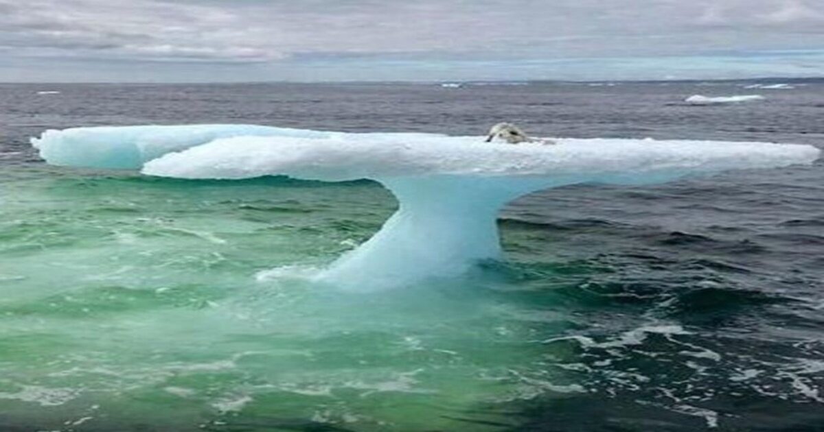 Рыбаки в Арктике обнаружили тюленя отрезанного на льдине, но приблизившись, поняли, что это не тюлень